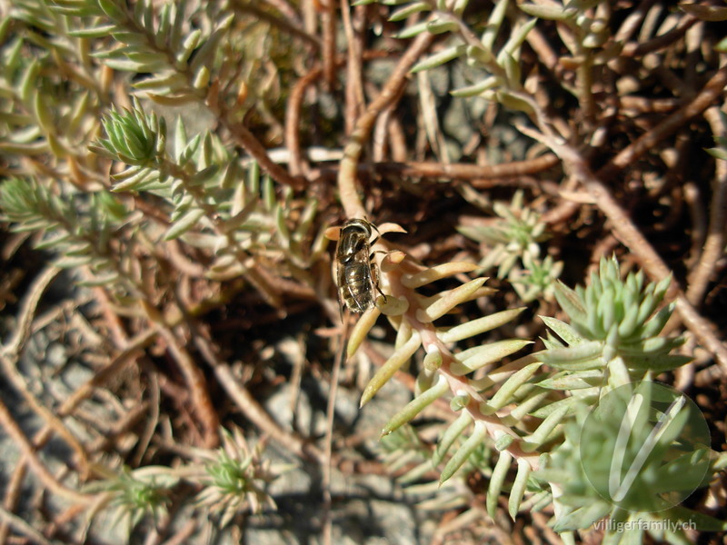 Miltogramma taeniatum: Übersicht